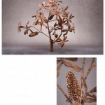 COAST BANKSIA - Banksia integrifolia -plus detail artwork