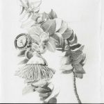 Mottlecah, Eucalyptus macrocarpa study by Jenny Gilbertson, 2020 - Queensland Regional Art Awards Entry, 2020